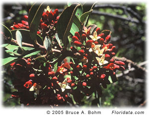 Santalum haleakalae