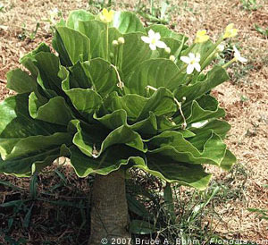 Brighamia insignis