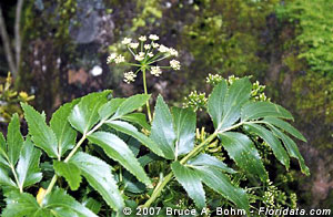 Peucedanum sandwicense