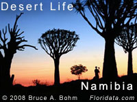 Field Trip to Africa - Desert Life