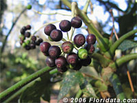 Japanese aralia fruits
