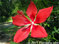 Hibiscus coccineus
