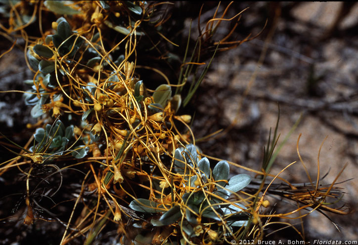 dodder