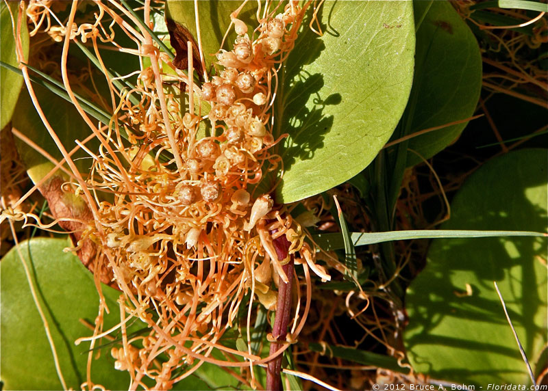 dodder