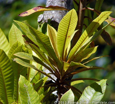 Dillenia indica