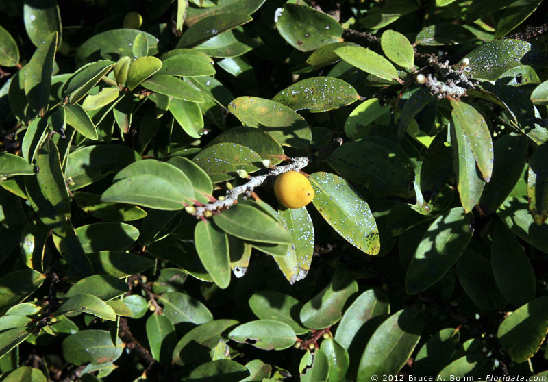 Diospyros sandwicensis