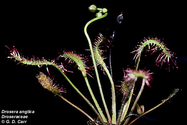 Drosera anglica