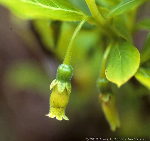 Vaccinium calycinum