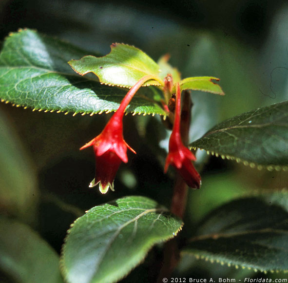 Vaccinium dentatum
