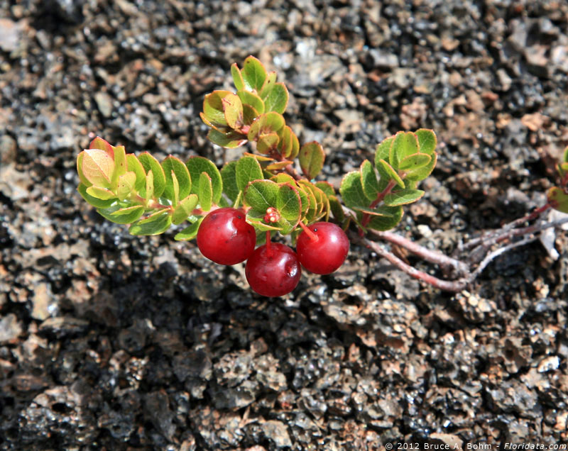 Vaccinium reticulatum