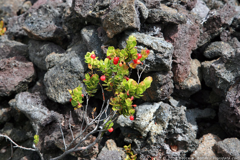 Vaccinium reticulatum