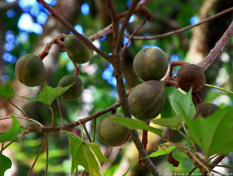 Kukui nuts