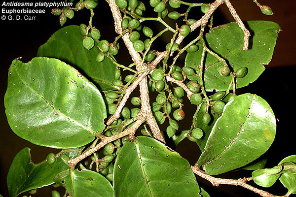 Antidesma platyphyllum