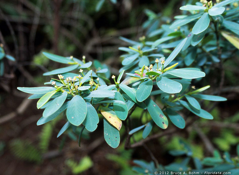 Chamaesyche celastroides