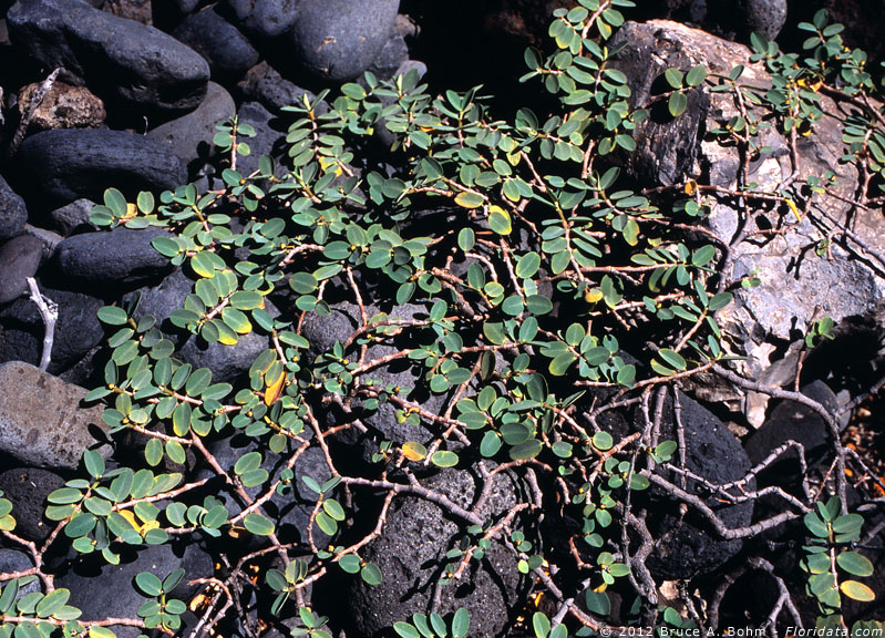 Chamaesyche prostrata