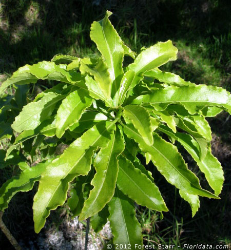 Claoxylon sandwicense