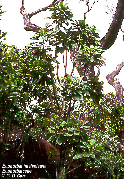 Euphorbia haeleeleana