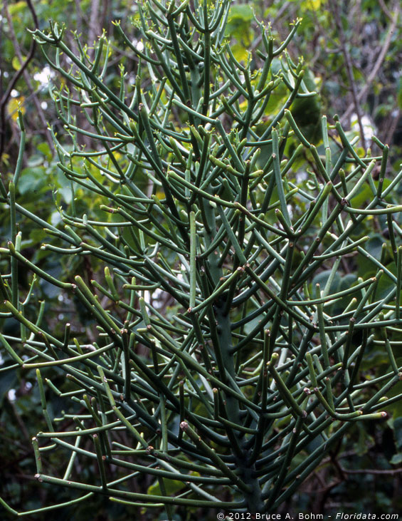 Euphorbia tirucalli