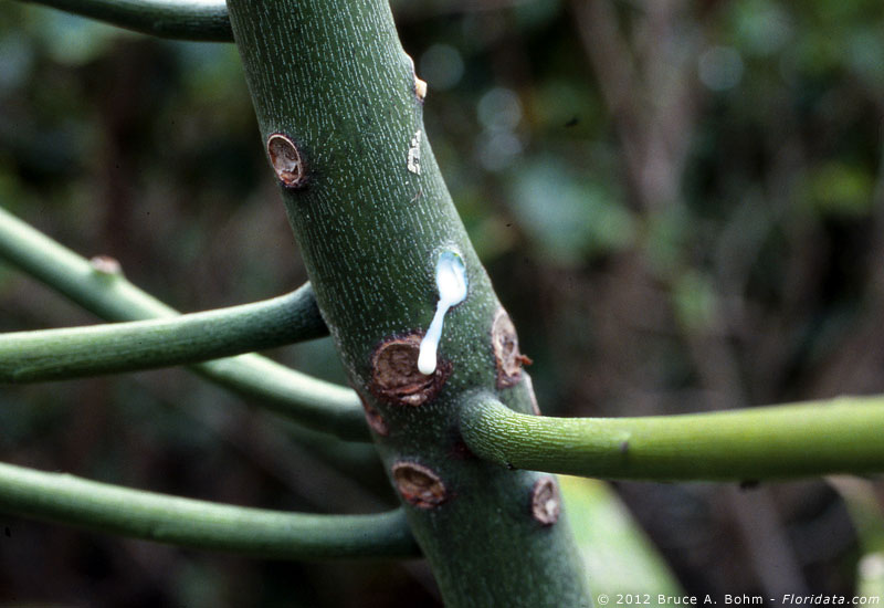 Euphorbia tirucalli