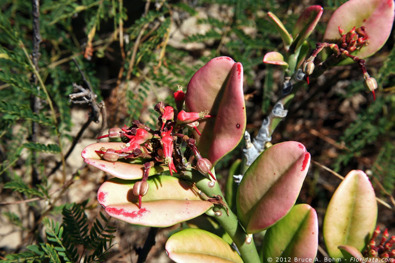 Euphorbia tithymaloides