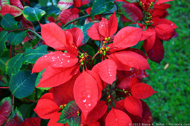 poinsettia