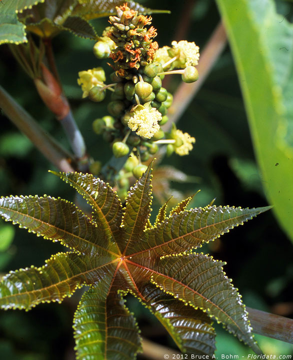 castor bean plant