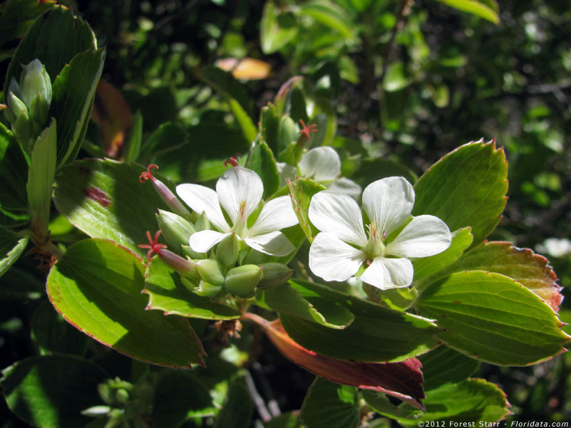 Geranium multiflorum