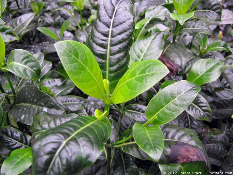 Labordia tinifolia var. tinifolia