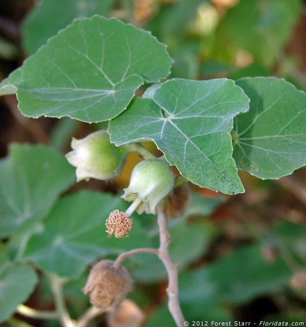 Abutilon eremitopetalum