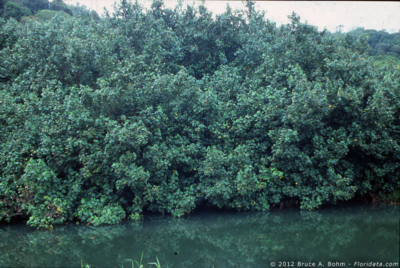 Hibiscus tiliaceus