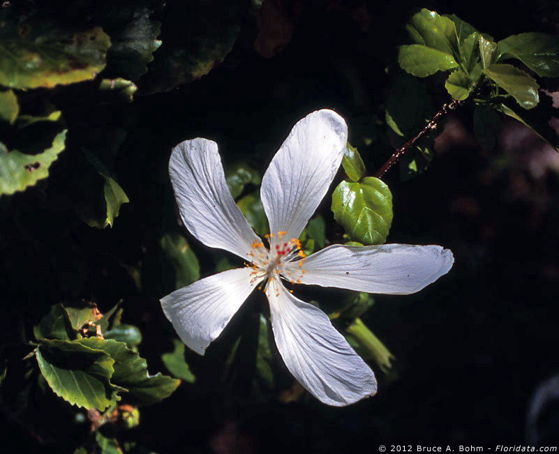 Hibiscus arnottianus