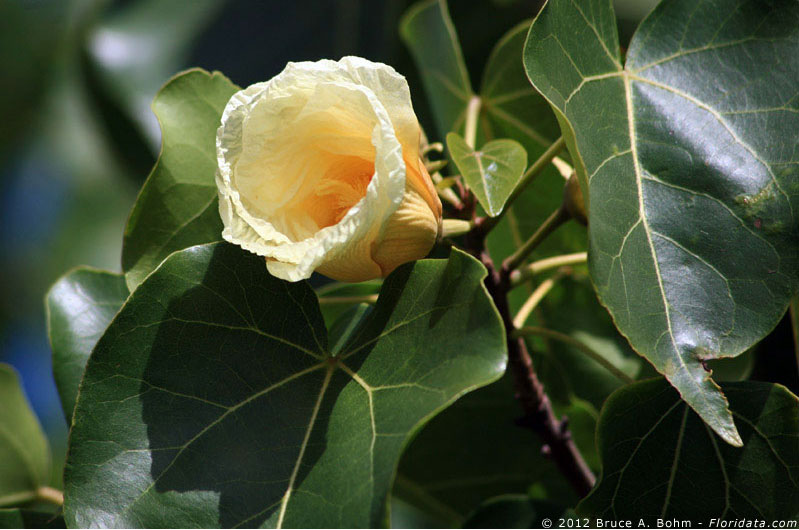 Thespesia populnea