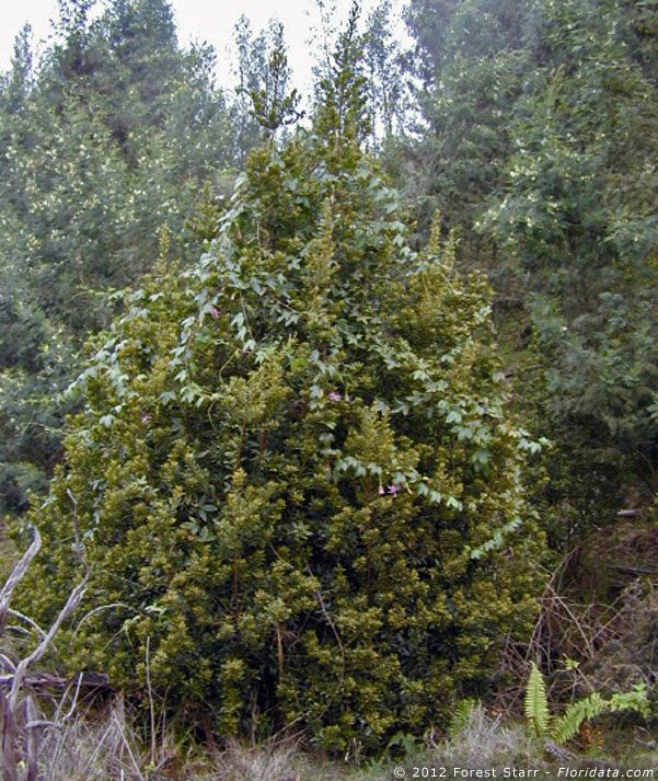 fire tree