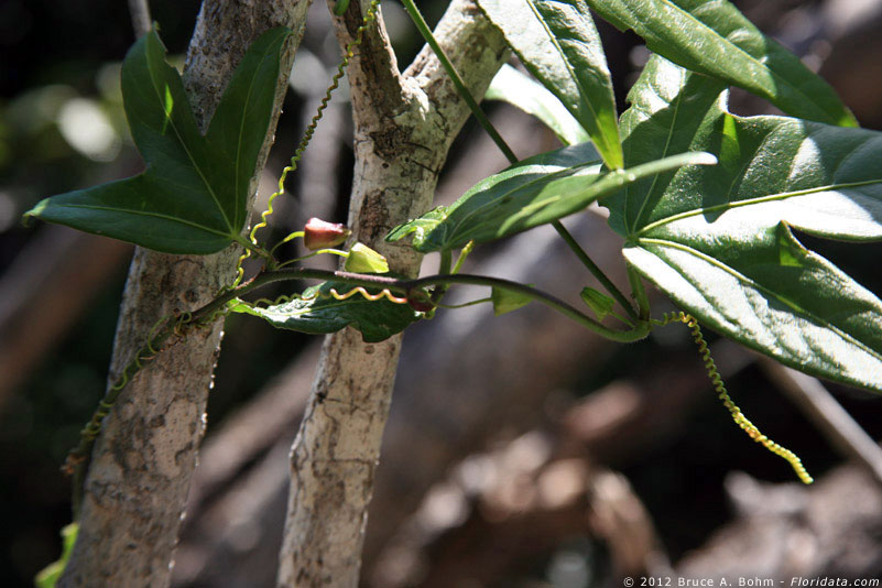 Passiflora suberosa