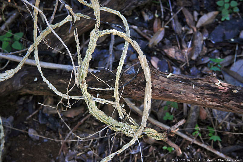 Passiflora suberosa