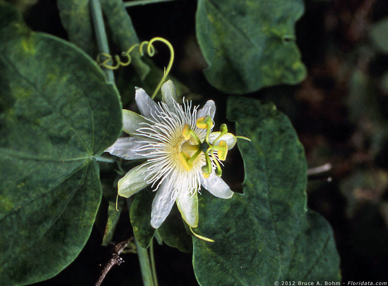 Passiflora subpeltata