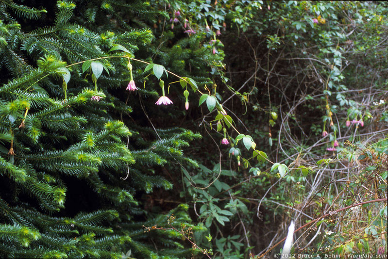 Passiflora tarminiana