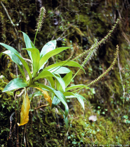 Plantago princeps var. laxifolia