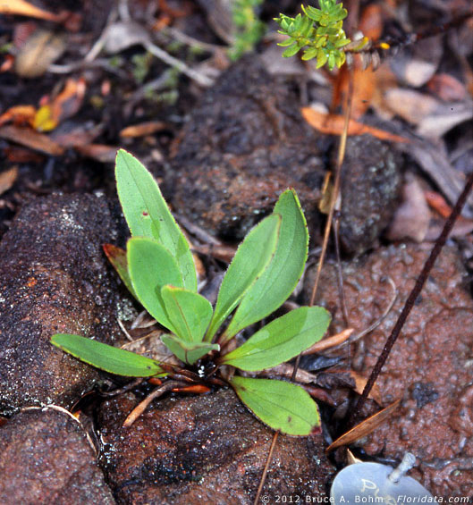 Plantago hawaiensis