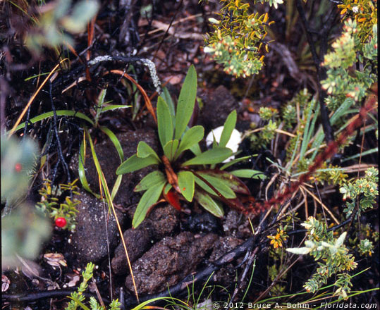 Plantago hawaiensis