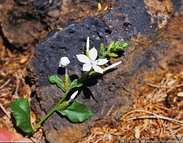 Plumbago zeylanica