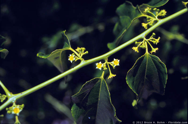 Colubrina oppositifolia