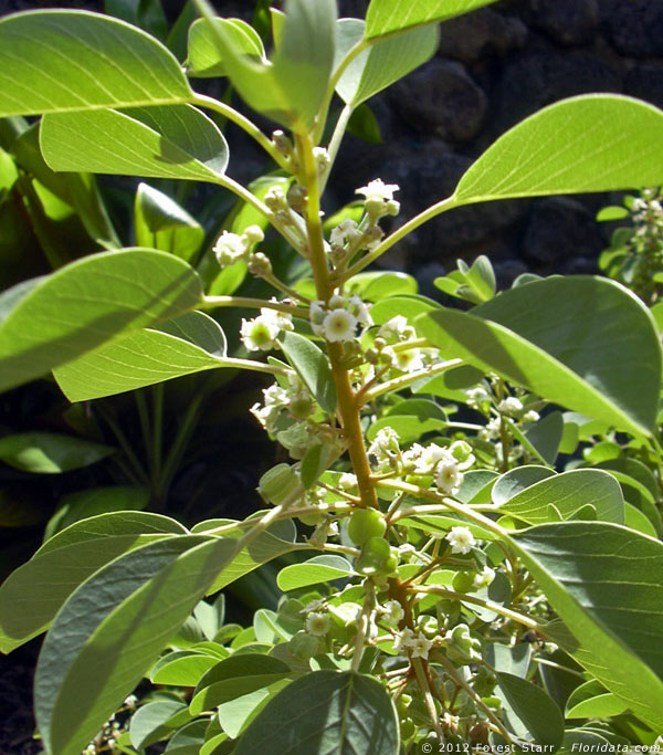 Gouania hillebrandii