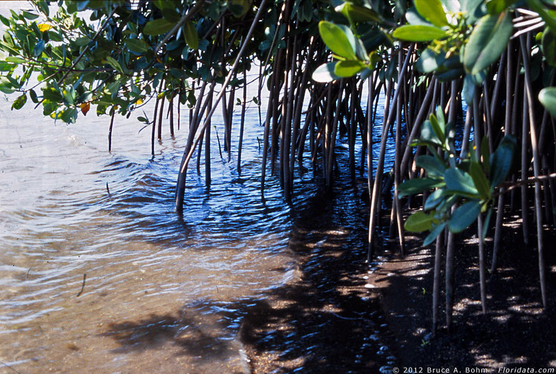 mangrove roots