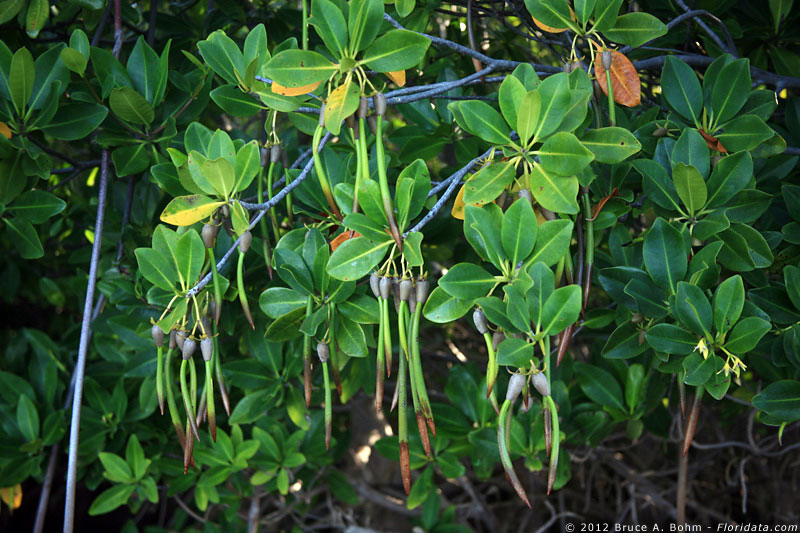 mangrove fruits