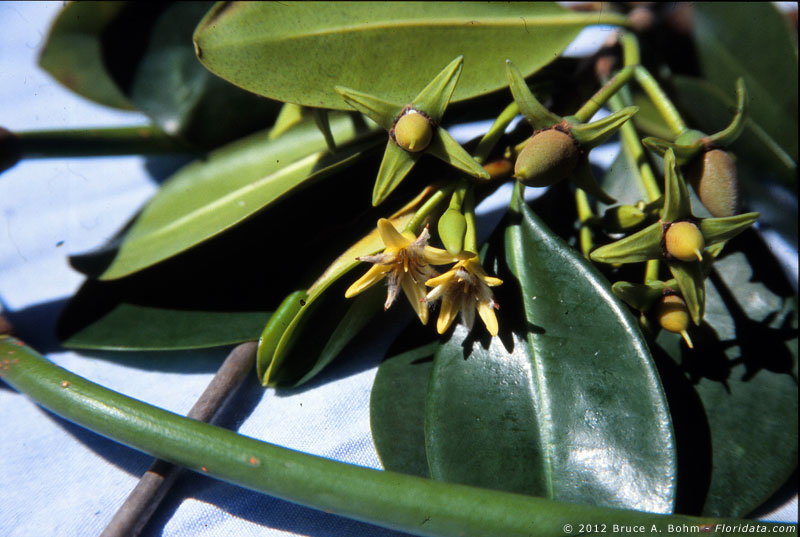 mangrove flowers