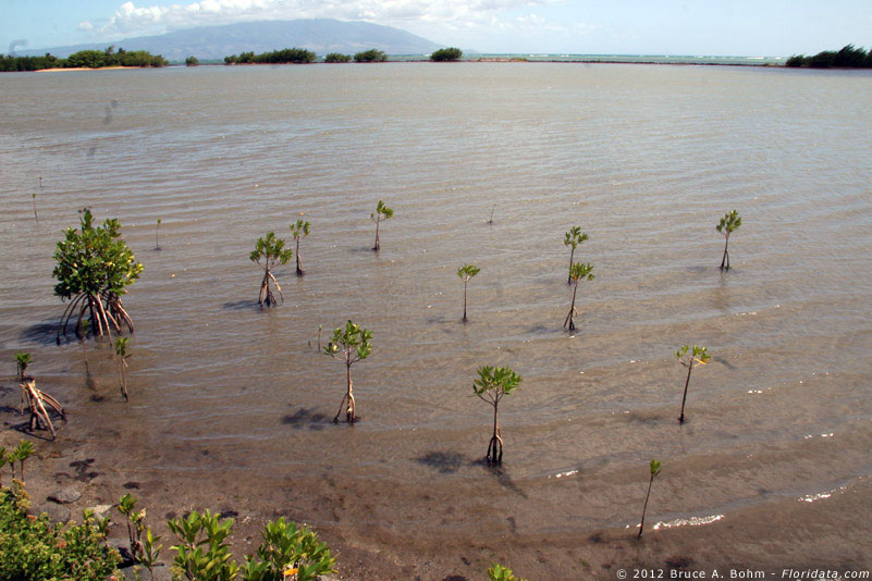 mangrove