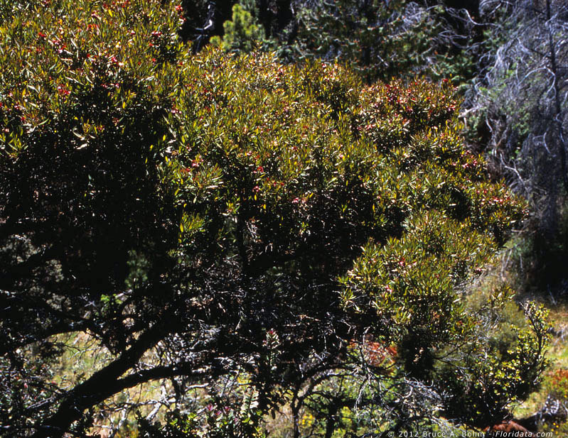 autograph tree
