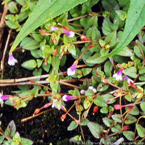 Lindernia crustacea