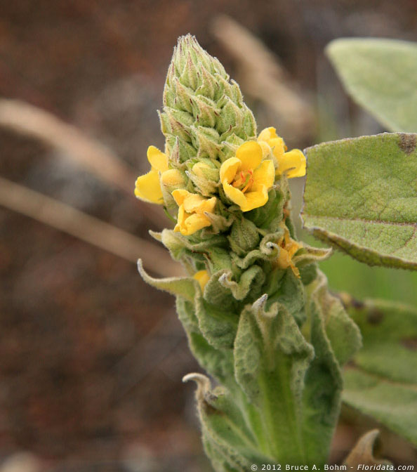 Verbascum thapsus